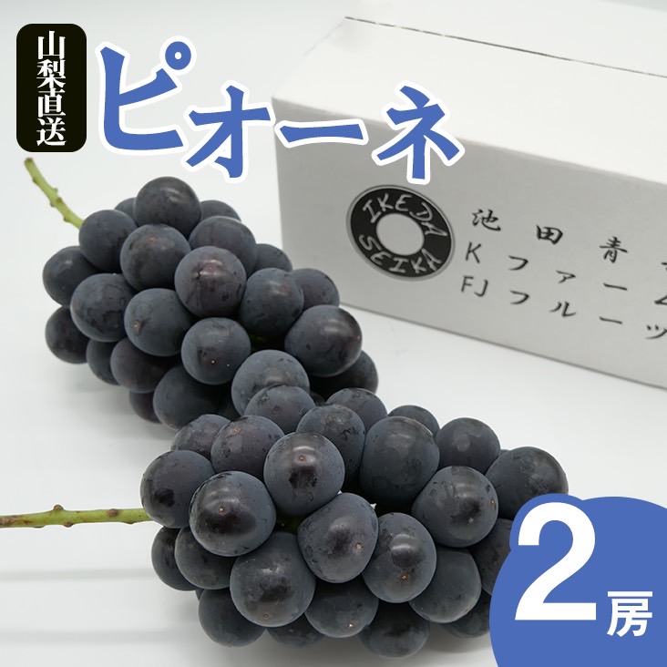 【ふるさと納税】 ＜25年発送先行予約＞厳選!! 池田青果のピオーネ　1.0kg　2房(沖縄･離島配送不可)  期間限定 ランキング ぶどう 葡萄 おすすめ 贈答 ギフト 中元 お盆 帰省 旬 果物 フルーツ 山梨 笛吹市 高評価 黒い真珠 高級 送料無料 173-008
