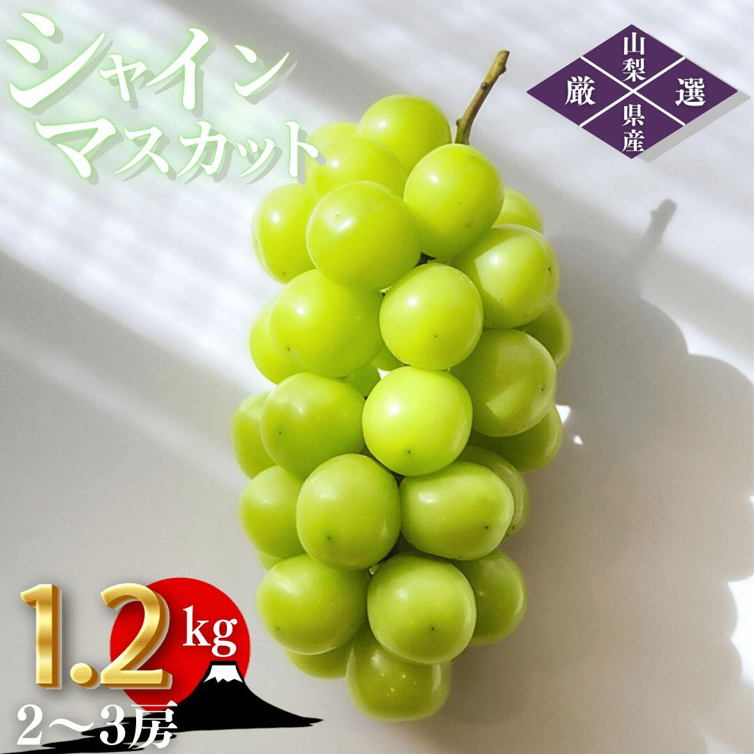 【ふるさと納税】＜25年発送先行予約＞笛吹市産厳選シャインマスカット［1.2kg］（2～3房）フルーツ大国！山梨県笛吹市より産地直送 ふるさと納税 おすすめ ランキング シャインマスカット 笛吹市  国産 人気 ブドウ 葡萄 旬 果物 山梨県 送料無料 209-003 OUTTA REACH JAPAN