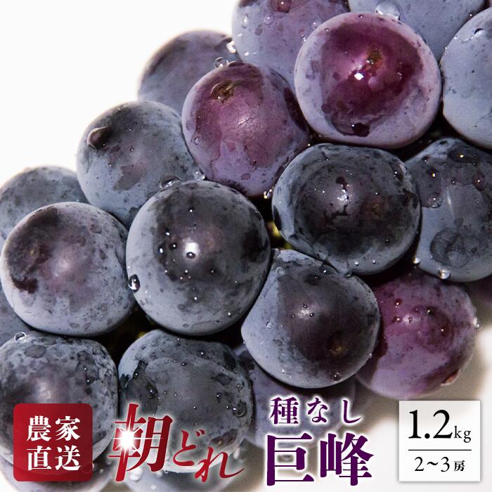 【ふるさと納税】 ＜25年発送先行予約＞ 巨峰 2～3房 約1.2kg 154-026 | フルーツ 果物 高評価 人気 ランキング おすすめ 甘い 美味しい デザート 数量限定 送料無料 山梨県産 笛吹市 ぶどう 「販売」 KEIPE株式会社