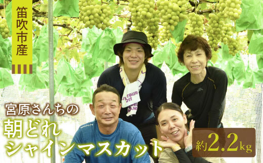 【ふるさと納税】【2026年発送★先行予約】宮原さんちの朝どれシャインマスカット2.2kg ふるさと納税 シャインマスカット 笛吹市 国産 人気 期間限定 旬 果物 フルーツ 山梨県 送料無料 157-052-26y｜山梨県笛吹市