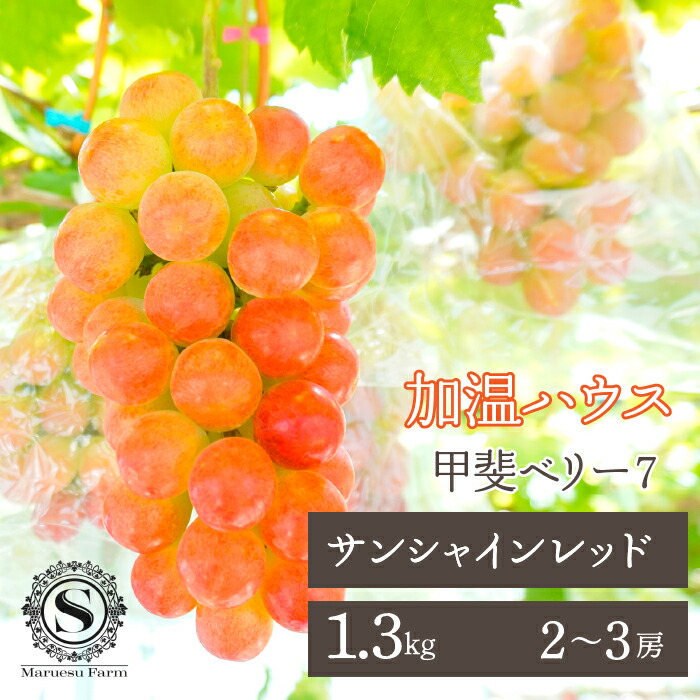 【ふるさと納税】＜25年発送先行予約＞「マルエス農園」加温ハウス　甲斐ベリー７（サンシャインレッド）　2房～3房　1.3kg ふるさと納税 人気 おすすめ ランキング 甲斐ベリー7 サンシャインレッド ぶどう ブドウ 葡萄 種無し 新品種 山梨県 笛吹市 送料無料 216-005