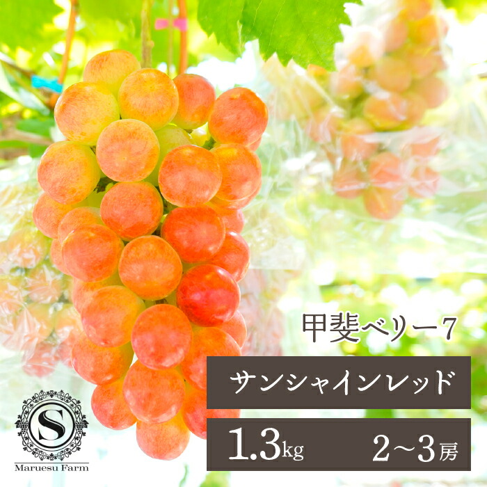 【ふるさと納税】＜25年発送先行予約＞「マルエス農園」甲斐ベリー７（サンシャインレッド）　2房～3房　1.3kg ふるさと納税  笛吹市  国産 人気 期間限定  旬 果物 フルーツ 山梨県 送料無料 216-006