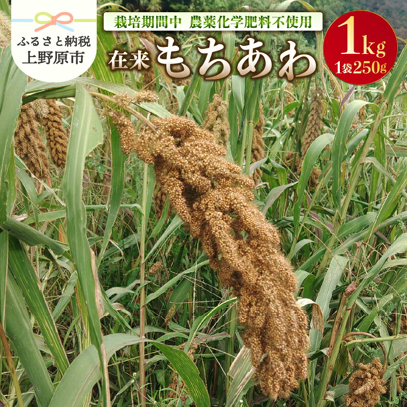 【ふるさと納税】 ＼山梨県上野原産！数量限定／ 在来もちあわ もちあわ あわ 1kg 厳選 貴重 期間限定 雑穀 化学肥料不使用 農薬不使用 農園直送 ギフト プレゼント お取り寄せ 贈り物 贈答 送料無料 上野原市