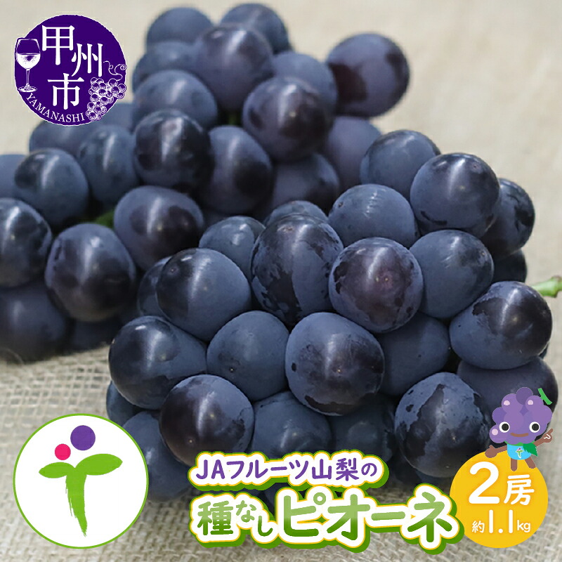 【ふるさと納税】 ピオーネ 種なし 2026年 先行予約 2房 約1.1kg 甲州市産 JAフルーツ山梨 果物 フルーツ ブドウ 大粒 甘い 大きい くだもの ぶどう 葡萄 人気 8月 9月 発送 期間限定 数量限定 贈答 ギフト 家庭用 お試し おすすめ 人気 新鮮 山梨県 甲州市 （80） 【B-105】｜山梨県甲州市 13,000円