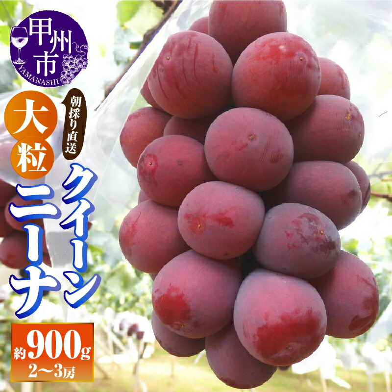 【ふるさと納税】 クイーンニーナ 約900g 2房～3房 果物 フルーツ 葡萄 ぶどう くだもの 赤系 赤ぶどう 種無し 朝採り 直送 大粒 人気 採れたて 2025年発送 期間限定 数量限定 8月 9月 発送 贈答 ギフト 家庭用 山梨県 甲州市  (AF) 【B18-412】
