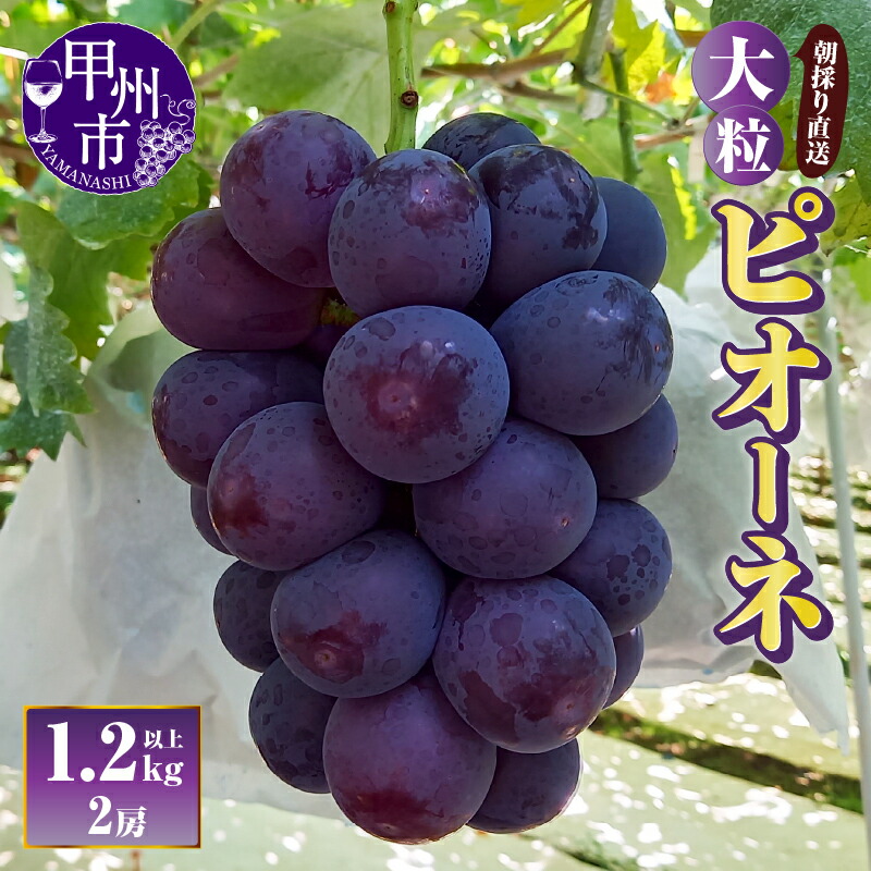 【ふるさと納税】 ぶどう ピオーネ 1.2kg以上 3Lサイズ 2房 果物 葡萄 ブドウ フルーツ 種無し 朝採り 直送 大粒 2025年発送 期間限定 数量限定 9月 発送 贈答 ギフト 家庭用 甲州市 山梨 （AF） 【B-451】