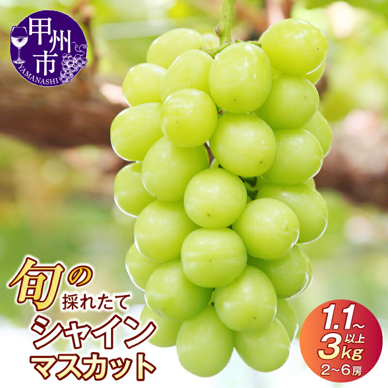 【ふるさと納税】 シャインマスカット フルーツ 果物 楽天限定 選べる内容量 1.1kg～3kg以上 2～6房 山梨県 甲州市産 旬 採れたて 期間限定 2025年発送 8月 9月 10月 発送 葡萄 ぶどう 新鮮 果実 くだもの 種無し 山梨 ギフト 贈答 プレゼント 大粒 名産地 先行予約 （HO）