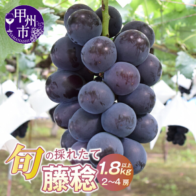 【ふるさと納税】 藤稔 ぶどう 2026年 先行予約 1.8kg以上 2房～4房 冷蔵 種なし 大玉 黒系 葡萄 ブドウ 8月 9月 発送 産地直送 クール便 ぶどうの王様 果物 甘い 大きい フルーツ くだもの 果汁たっぷり 旬 採れたて 人気 贈答 家庭用 山梨県 甲州市 （HO）【B12-147】