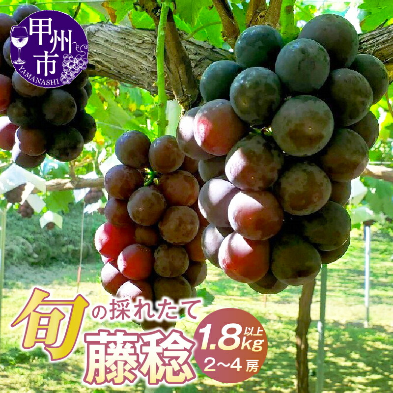 楽天市場】【ふるさと納税】 シャインマスカット 約1kg 2房～3房