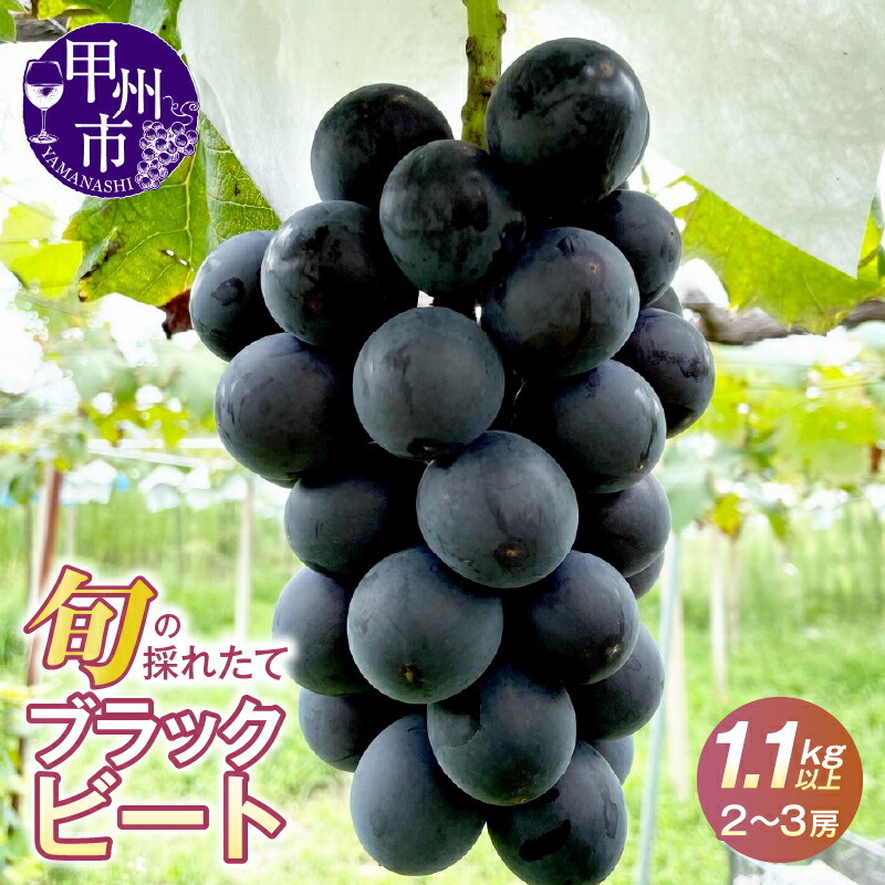【ふるさと納税】 ぶどう ブラックビート 希少品種 レア 1.1kg以上 2～3房 黒ぶどう フルーツ 果物 黒系 ブドウ 甘い 大きい 果実 くだもの 数量限定 期間限定 葡萄 産地直送 人気 山梨県 甲州市 8月 9月 発送 2025年発送 （HO） 【B12-146】