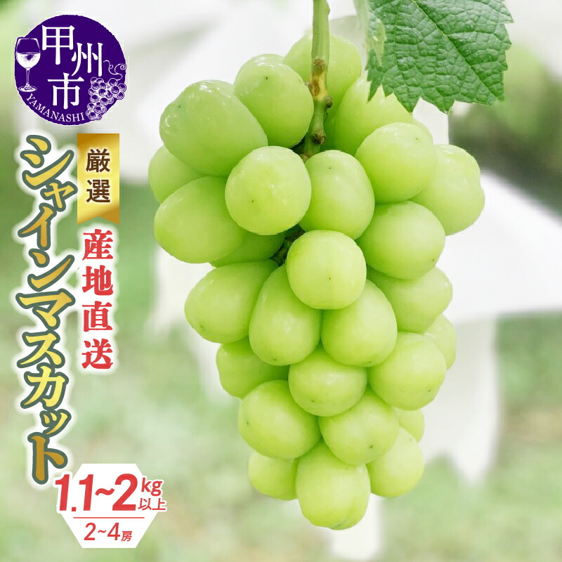 【ふるさと納税】 シャインマスカット 果物 選べる内容量 1.1kg～2kg以上 2～4房 産地直送 期間限定 8月 9月 10月 発送 2025年発送 フルーツ 葡萄 ぶどう 甘い 大きい 果実 くだもの 人気 マスカット 厳選 社員マスカット 山梨県 甲州市 （KKH）