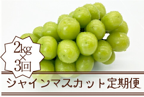 【ふるさと納税】 定期便 シャインマスカット 約2.0kg×3回 全3回 果物 フルーツ ぶどう マスカット 甘み 種なし 皮ごと 産地直送 新鮮 山梨県 甲州市 贈答 ギフト 家庭用 期間限定 数量限定 8月 9月 10月 発送 社員マスカット 2025年発送 （KSB） 【F5-101】画像