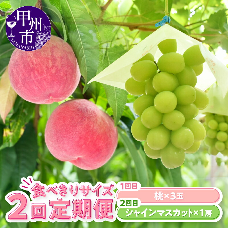 【ふるさと納税】 フルーツ 定期便 2026年 全2回 桃 シャインマスカット 食べきり サイズ もも 白桃 白鳳 葡萄 ぶどう 果物 果実 夏のフルーツ 厳選 新鮮 朝採れ 産地直送 数量限定 期間限定 6月 7月 8月 9月 10月 発送 社員マスカット 山梨県 甲州市 （KSB） 【B16-130】｜山梨県甲州市