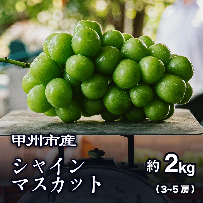 【ふるさと納税】 シャインマスカット 約2kg 3～5房 果物 ぶどう フルーツ 厳選 朝どれ 産地直送 期間限定 数量限定 8月下旬～10月上旬 発送 社員マスカット 贈答 ギフト  2025年発送 山梨県 甲州市 （PJ） 【B15-144】