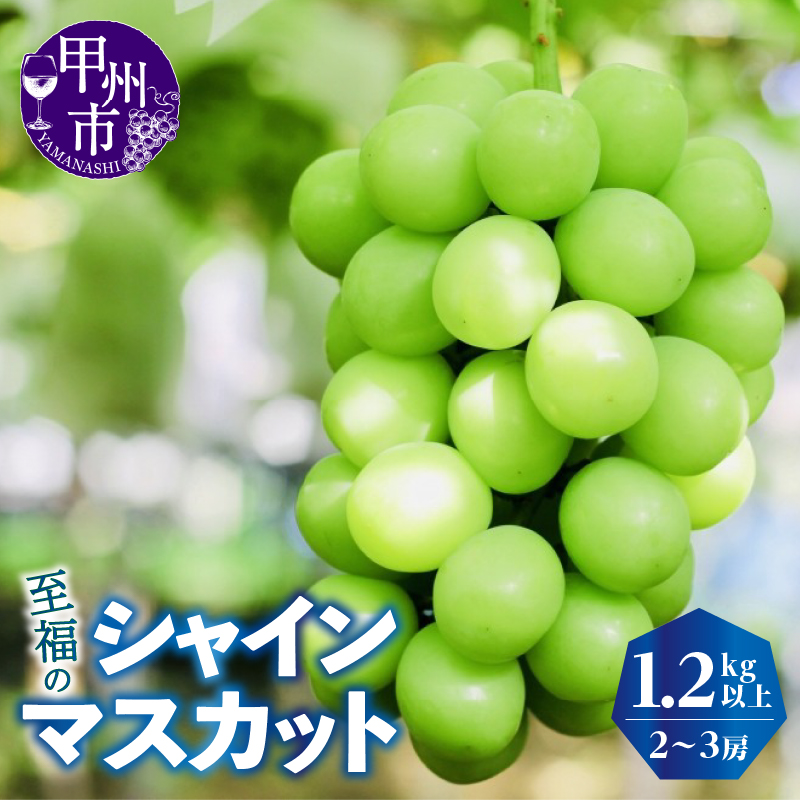 【ふるさと納税】 シャインマスカット 1.2kg 以上 2房～3房 果物 期間限定 数量限定 8月 9月 10月 発送 2025年発送 甲州市産  くだもの 果実 フルーツ 葡萄 ぶどう 新鮮 人気 マスカット 社員マスカット 山梨県 甲州市 【2025年発送】(KKZ) 【B12-424】