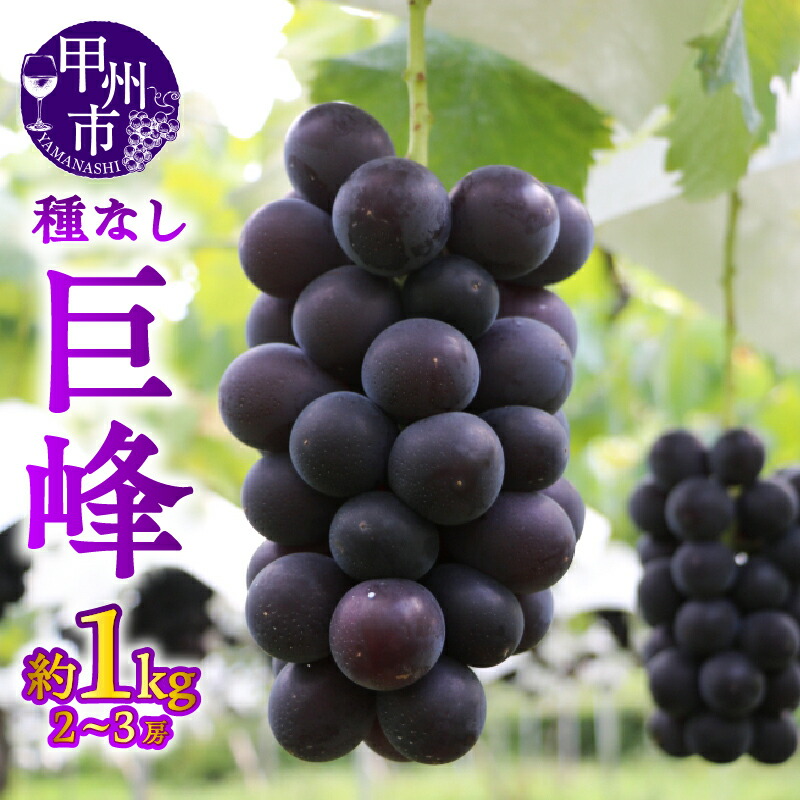 【ふるさと納税】 巨峰 果物 約1.0kg 2～3房 甲州市産 2025年発送 宿沢フルーツ農園 フルーツ 黒ぶどう 種なし ブドウ 濃厚 期間限定 数量限定 贈答 ギフト 家庭用 8月 9月 10月 発送 山梨県 甲州市  (SF) 【B-183】