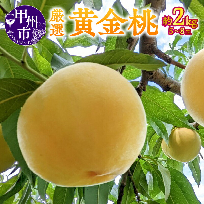 【ふるさと納税】 もも 黄金桃 2026年 約2kg 5~8玉 7月 8月 9月 発送 甲州市産 厳選 桃 宿沢フルーツ農園 フルーツ 果物 くだもの 果実 デザート 数量限定 期間限定 贈答 ギフト 家庭用 盛り合わせ 山梨県 甲州市 (SF) 【B-193】|山梨県甲州市