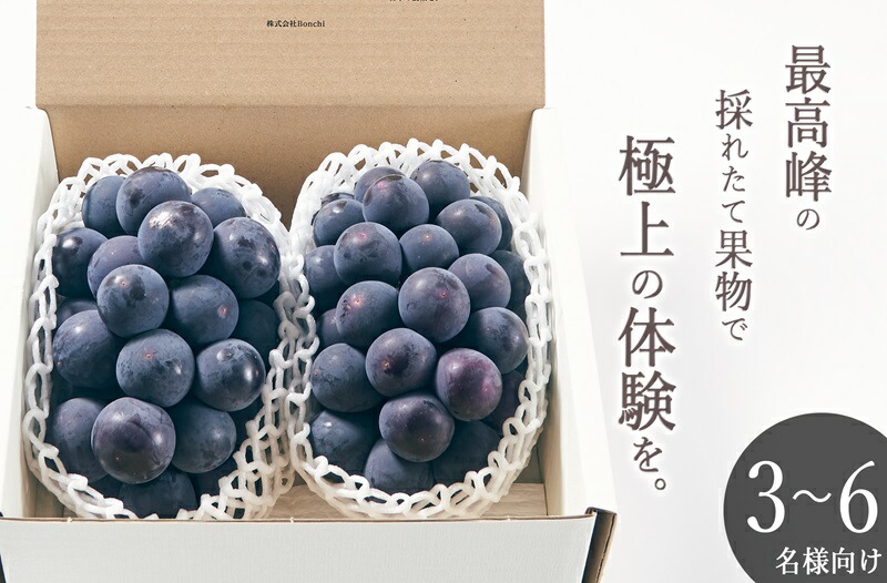【ふるさと納税】 巨峰 2026年発送 約1kg 2房 果物 フルーツ 葡萄 黒ぶどう ぶどう 甲州市産 大粒 種無し 産地直送 数量限定 期間限定 8月 9月 発送 贈答 ギフト 家庭用 自然農法 山梨 （BNC） 【C5-451】