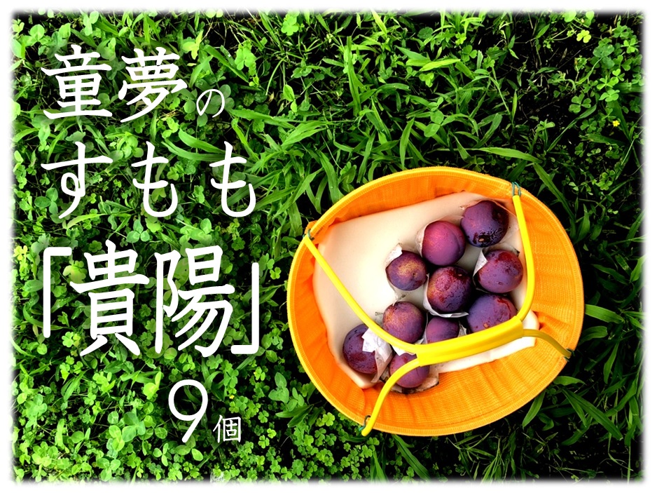 市場 お中元 贈答品 残暑見舞い 大玉厳選 約1 5kg 最高級すもも 送料無料 李 御中元 贈り物 幻のプラム 皇寿 きよう プラム スモモ 貴陽