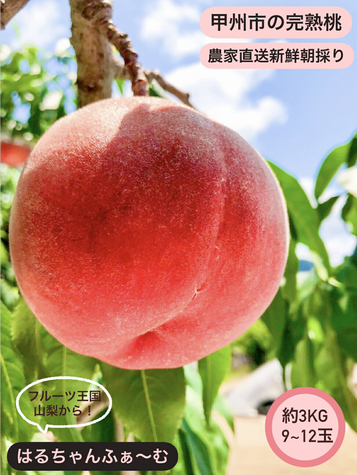 【ふるさと納税】 桃 約 3kg 9～12玉 2025年発送 白鳳系 白桃系 果物 くだもの フルーツ もも 新鮮 果実 旬 甲州市 山梨 人気 期間限定 数量限定 7月中旬より発送 盛り合わせ 贈答 ギフト 家庭用 （HCF） 【B13-845】