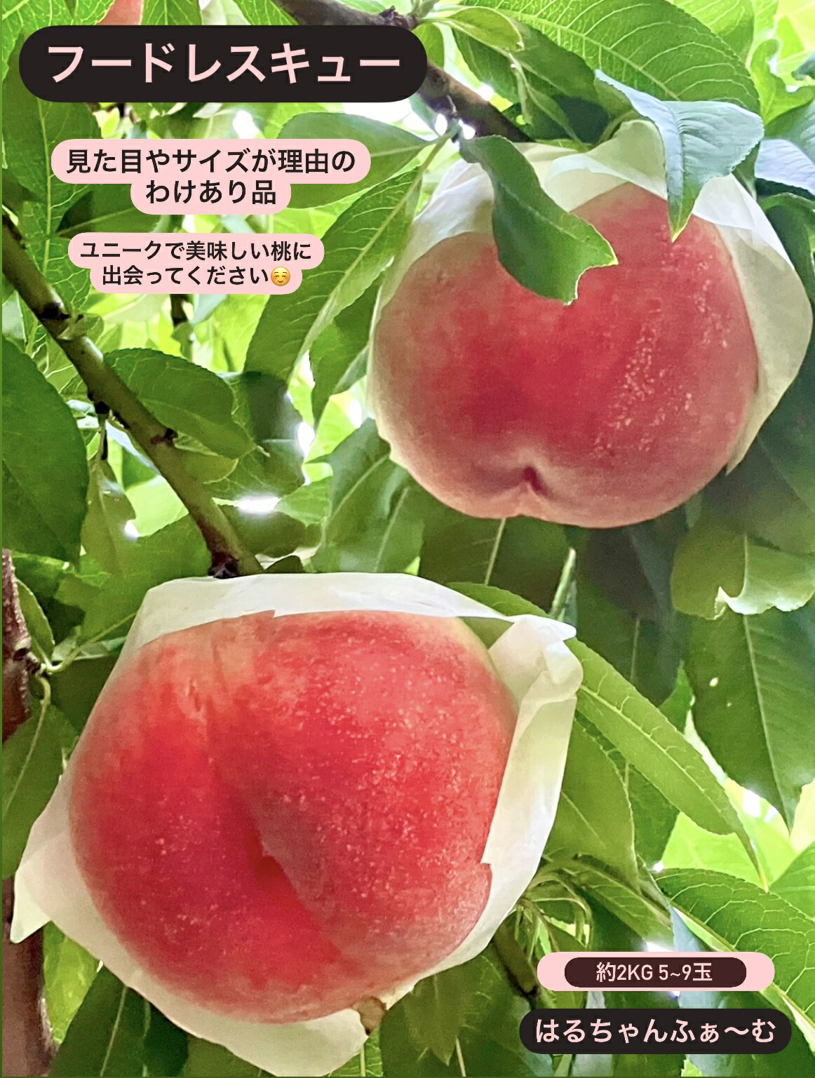 【ふるさと納税】 桃 訳あり 約 2kg 5～9玉 2025年 果物 くだもの フルーツ もも 農家直送 朝もぎ 新鮮 旬 甲州市 山梨 数量限定 期間限定 2025年発送 7月 8月 発送 フードレスキュー キズ へこみ 家庭用 自宅用 わけあり （HCF） 【A07-845】
