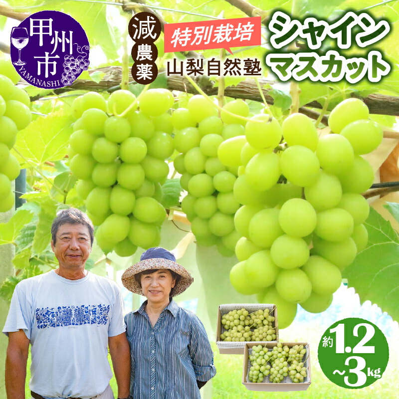 【ふるさと納税】 シャインマスカット 選べる内容量 約1.2kg～約3kg 果物 フルーツ 葡萄 ぶどう ブドウ 果実 2025年発送 期間限定 数量限定 8月 9月 発送 8月下旬から発送 ギフト 贈答 特別栽培 減農薬 自然塾 山梨 甲州市 社員マスカット （YSGK）