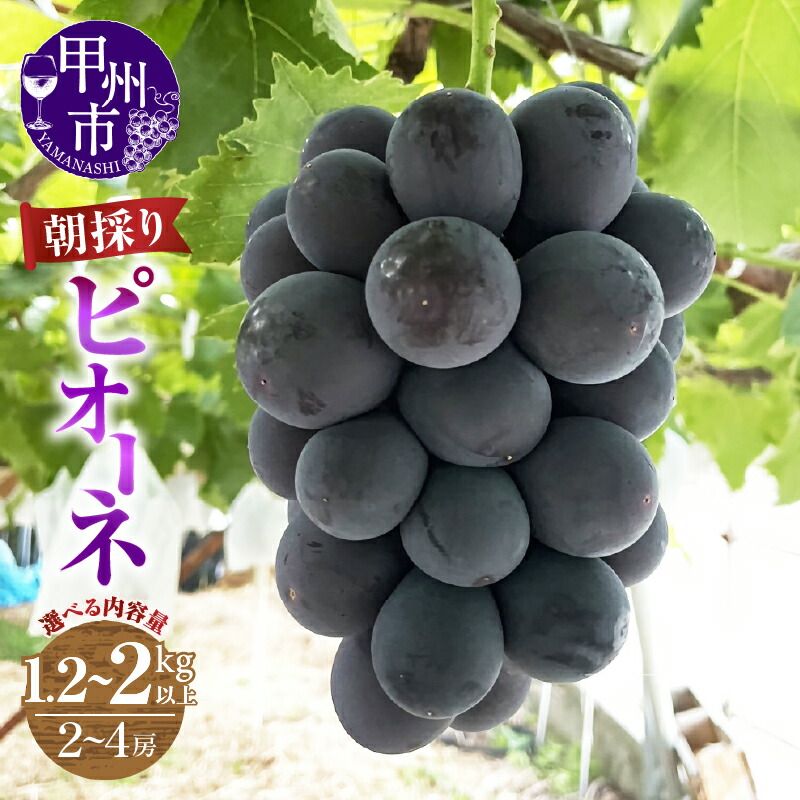 【ふるさと納税】 ピオーネ 2～4房 選べる内容量 1.2kg以上 2kg以上 果物 山梨 甲州市産 期間限定 9月 10月 発送 2025年発送 朝採り 人気 厳選 大粒 フルーツ ぶどう 葡萄 果実 くだもの あめみやぶどう園 農家直送 (ABE)