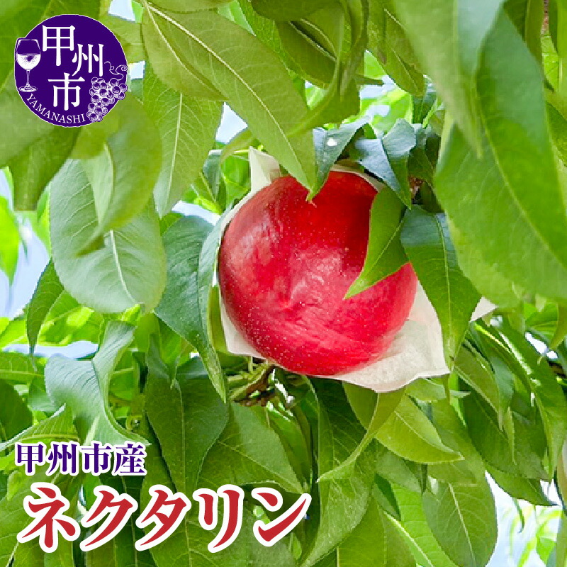 【ふるさと納税】 スイートネクタリン ネクタリン 約2kg 7～9玉 モモ 桃 もも 毛無 冷蔵 クール便 期間限定 7月 8月 発送 果物 くだもの フルーツ 数量限定 山梨 2025年発送 旬 クール 果実 贈答 ギフト 山梨県 甲州市 （KFT） 【B13-1810】