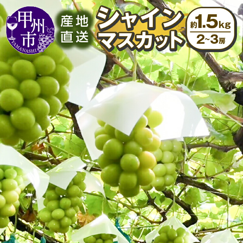 【ふるさと納税】 シャインマスカット 約1.5kg 2～3房 2026年発送 8月 9月 10月 発送 期間限定 数量限定 果物 新鮮 くだもの フルーツ 葡萄 ぶどう 産地直送 冷蔵 クール 甘い 贅沢 果実 山梨県 甲州市 社員マスカット （SSI） 【B13-1830】｜山梨県甲州市