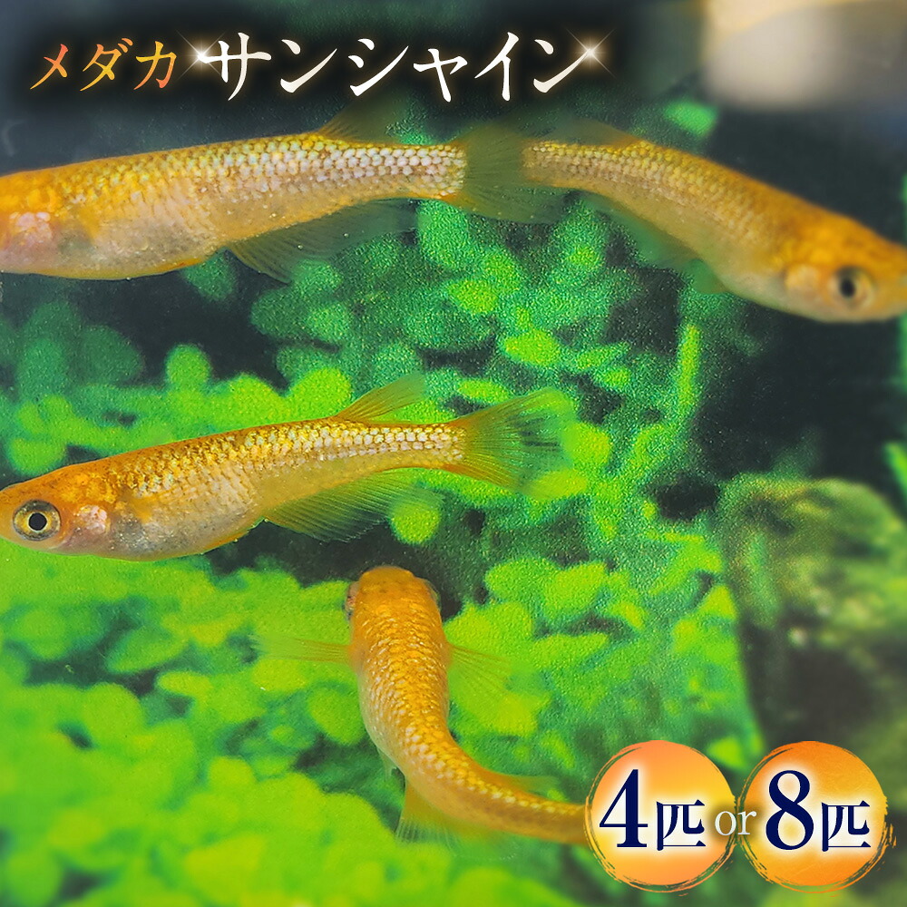 【ふるさと納税】＜選べる匹数＞メダカ【サンシャイン】 2ペア 4匹 / 4ペア 8匹 生体 メダカ めだか 観賞魚 さかな 魚 飼育 ペット 山梨県 中央市 送料無料｜山梨県中央市