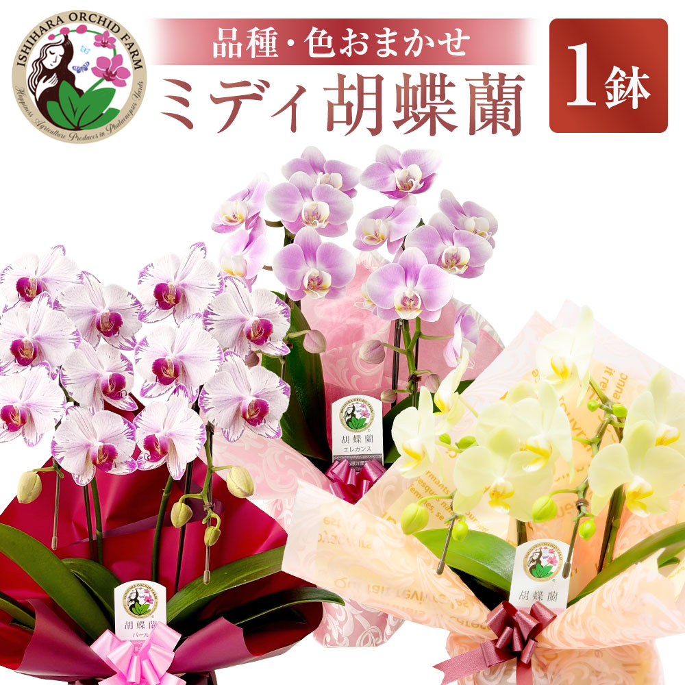 【ふるさと納税】花 MIDI 夢見鳥蘭 4寸鉢 2本立 1鉢 《亜種や色の選りすぐるはおまかせ》14000円 1万4000円 [石原洋蘭園 山梨県 真っただ中市 21470406] 生け花 お花 夢見鳥蘭 出どころ直送 室内装飾 貨物輸送無料