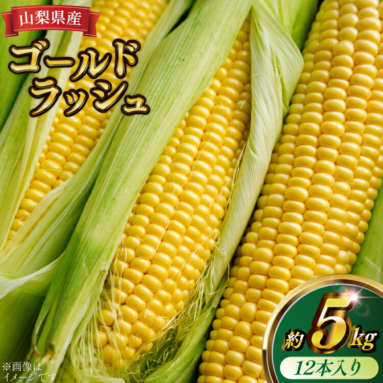 【ふるさと納税】トウモロコシ ゴールドラッシュ 12本入り 約5kg [KYA農園 山梨県 中央市 21471059] とうもろこし コーン 【2025年6月上旬～6月下旬発送予定】