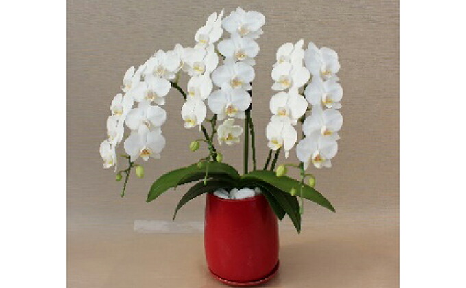 熟成胡蝶蘭3本立キングアマビ ミームン鉢 花束 切花 ふるさと納税 花 花 観葉植物 お届け 年5月25日頃 熟成胡蝶蘭3本立キングアマビ ミームン鉢 花束 切花 ふるさと納税 花 花 観葉植物 お届け 年5月25日頃