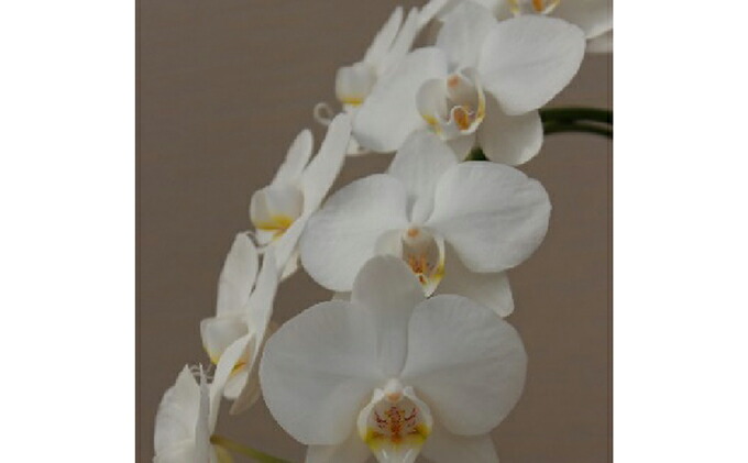 熟成胡蝶蘭3本立キングアマビ ミームン鉢 花束 切花 ふるさと納税 花 花 観葉植物 お届け 年5月25日頃 熟成胡蝶蘭3本立キングアマビ ミームン鉢 花束 切花 ふるさと納税 花 花 観葉植物 お届け 年5月25日頃
