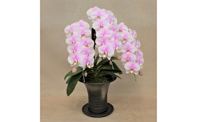 お届け 年5月25日頃 山梨県中央市 花 観葉植物 熟成胡蝶蘭3本立シャイニーピンク 手作り和風鉢 花束 切花 ふるさと納税 花 花 山梨県中央市 35 Off お届け 年5月25日頃 山梨県中央市 花 観葉植物 熟成胡蝶蘭3本立シャイニーピンク 手作り和風鉢 花束 切花 ふるさと納税 花 花 山梨県中央市 35 Off