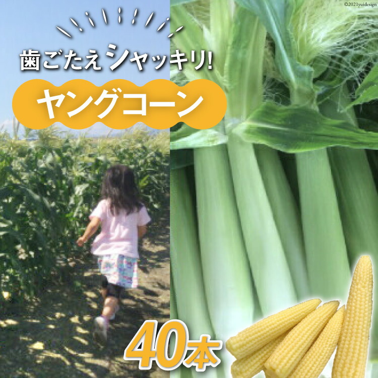 【ふるさと納税】【数量限定】ヤングコーン40本　【野菜・とうもろこし・ヤングコーン・コーン】【2025年5月下旬～6月上旬発送予定】