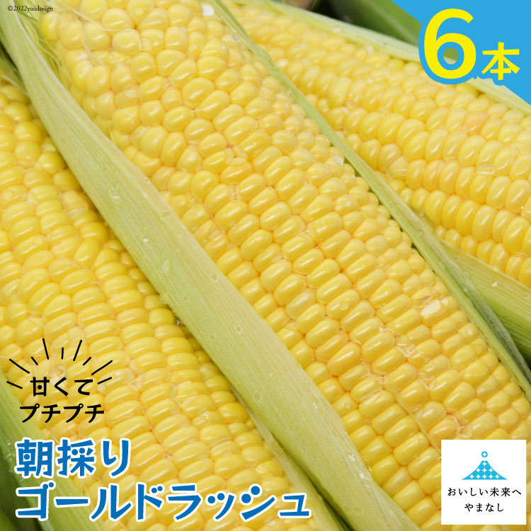 【ふるさと納税】【期間限定発送】 とうもろこし 朝採り 即出荷 甘くてプチプチ ゴールドラッシュ 6本 [しゃんと畑 山梨県 中央市] 野菜 トウモロコシ コーン 甘い 産地直送 とれたて 【2025年6月上旬～7月上旬発送予定】