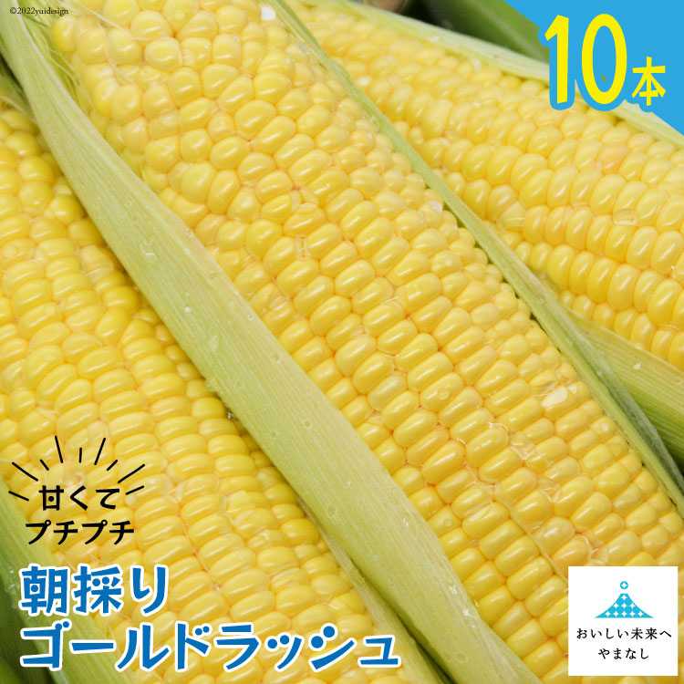 【ふるさと納税】【期間限定発送】 朝採り 即出荷 甘くてプチプチ ゴールドラッシュ 10本 [しゃんと畑 山梨県 中央市] 野菜 とうもろこし トウモロコシ 産地直送 【2025年6月上旬～7月上旬発送予定】