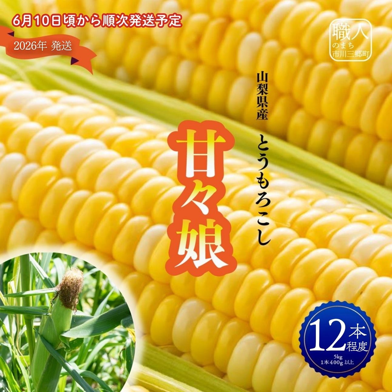【ふるさと納税】2026年 6月10日頃 発送 甘々娘 とうもろこし かんかんむすめ 12本 程度 5kg箱 市川三郷町産 スイートコーン 産地直送 採れたて 朝採り 塩島農園 [5839-1221]