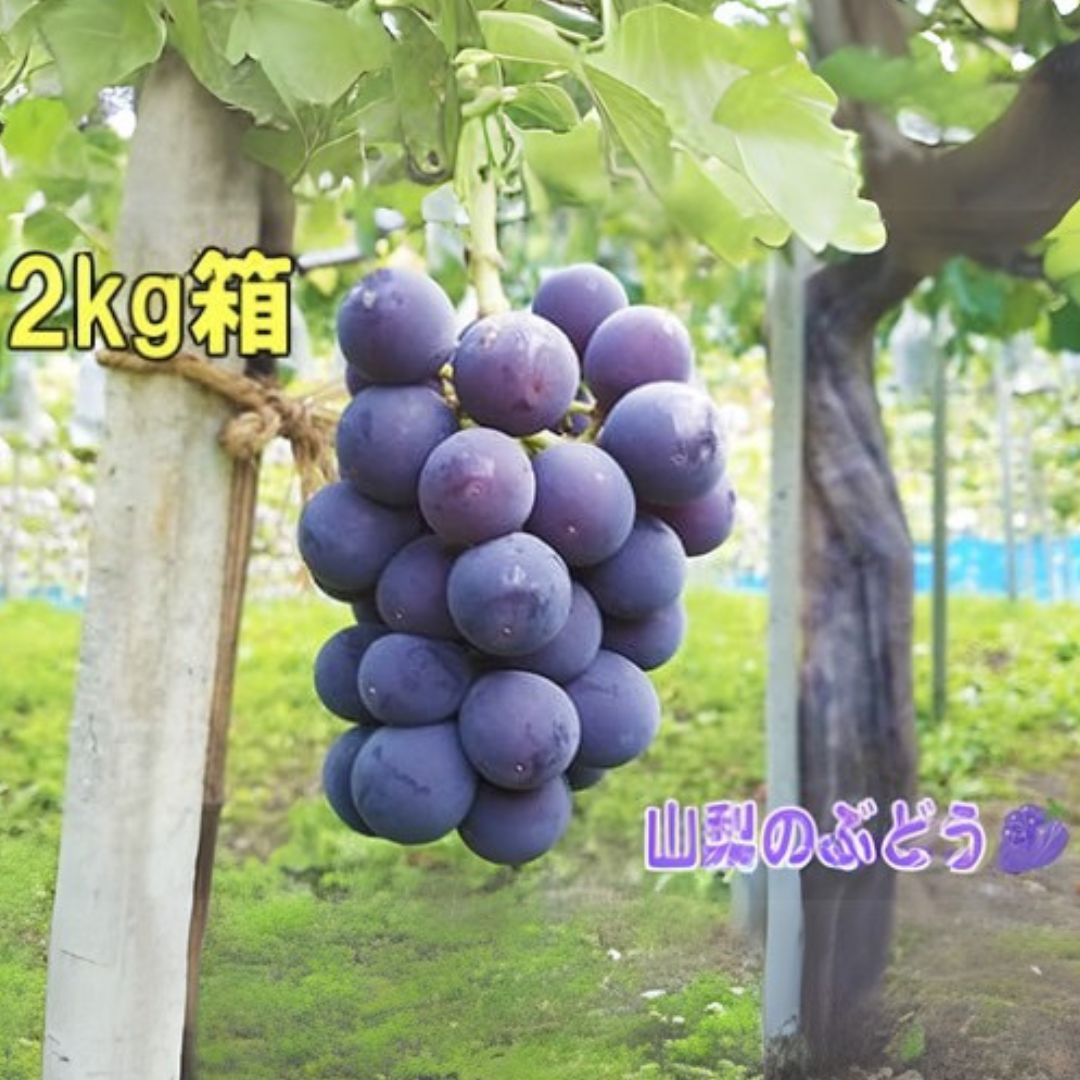 【ふるさと納税】【2025年8月中旬から発送】朝採り！タネなし 巨峰　2kg箱　小沢農園[5839-1500]