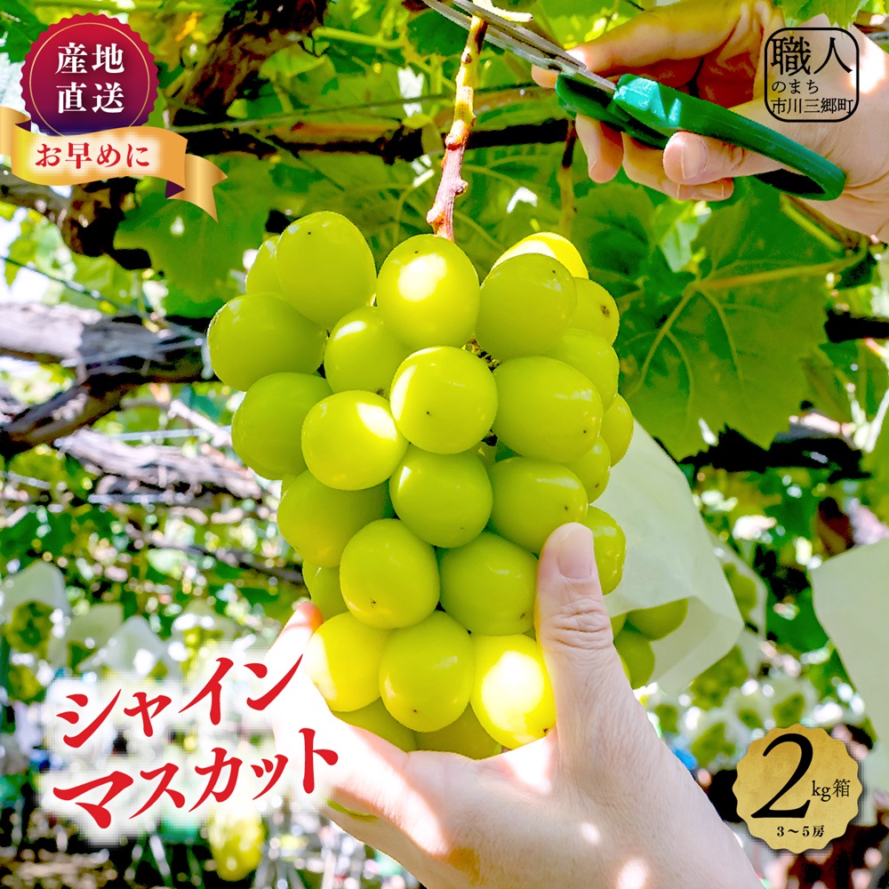 【ふるさと納税】【2025年8月下旬より発送】シャインマスカット　２キロ　３～５房　土橋農園[5839-1884]