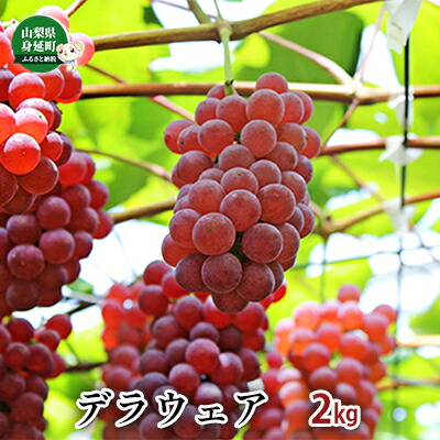 【ふるさと納税】デラウェア約2kg 果物類 フルーツ 果物 ブドウ デザート おやつ 食後 山梨県産 　お届け：2025年7月下旬～8月中旬
