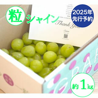 【ふるさと納税】【2025年発送分 先行予約】【訳あり】 シャインマスカット 粒にて 約1kg　シャイン マスカット フルーツ 山梨県産 果物 くだもの ぶどう ブドウ 葡萄 大粒 種なし 産地直送 富士川町 家庭用 規格外 斎庵