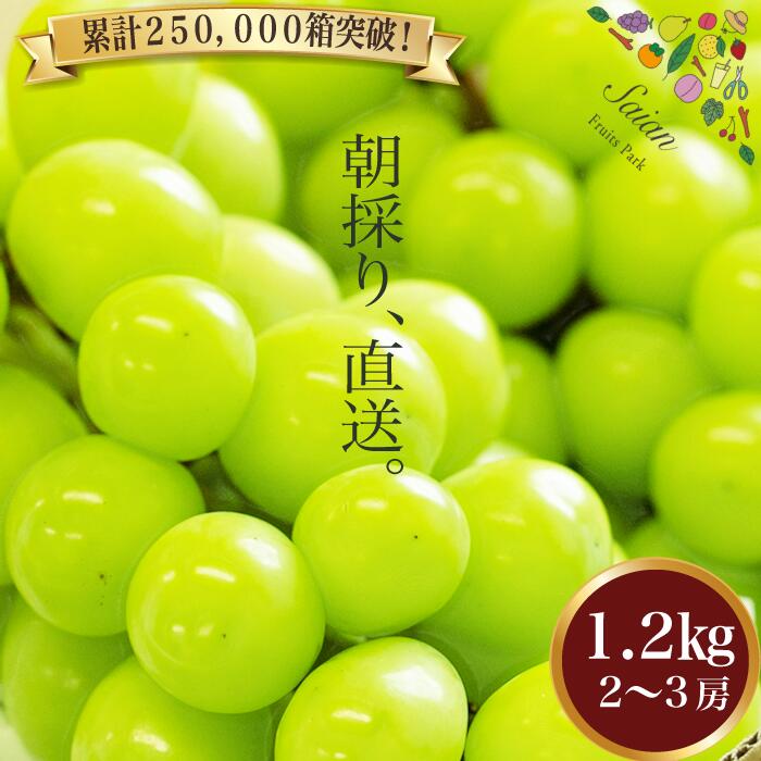 【ふるさと納税】【2025年発送分 先行予約】 シャインマスカット 約1.2kg（2～3房） 8月中旬以降発送予定 フルーツ 山梨県産 果物 シャイン マスカット ぶどう ブドウ 大粒 種なし 産地直送  富士川町 先行予約（A5302）