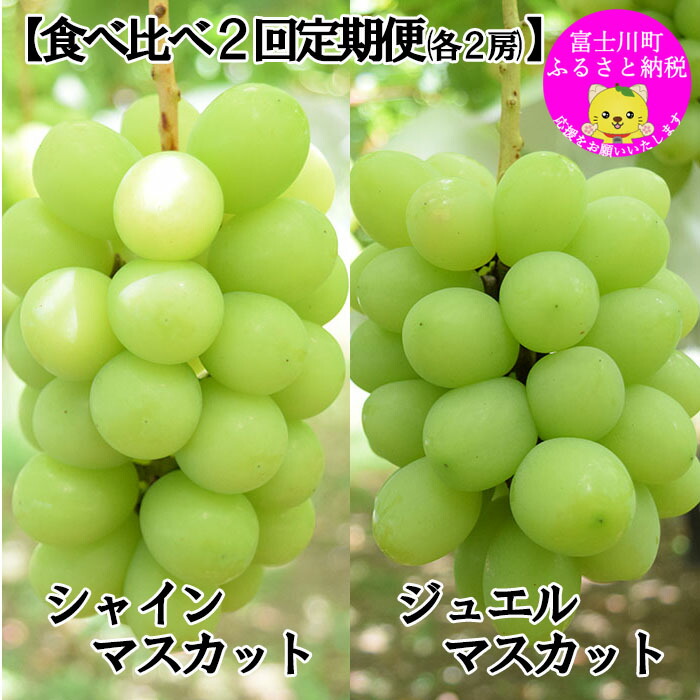 【ふるさと納税】【2025年発送分 先行予約】【２回食べ比べ定期便・別送】シャインマスカット（1.0～1.2kg・２房）＋ジュエルマスカット（1.1～1.4kg・２房）　ぶどう シャイン シャインマスカット ジュエルマスカット フルーツ 果物 山梨 やまなし 定期便 食べ比べ 先行予約