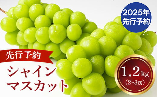 【ふるさと納税】【2025年発送分 先行予約】 シャインマスカット 2～3房（約1.2kg） 8月中旬以降発送予定 フルーツ 山梨 シャイン マスカット くだもの 大粒 人気 厳選 ブドウ ぶどう 葡萄  富士川町 先行予約（C4101）