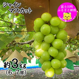 【ふるさと納税】【数量限定】【2025年発送分 先行予約】シャインマスカット（３ｋｇ以上・６～７房）　シャイン マスカット ぶどう ブドウ 葡萄 フルーツ 果物 くだもの 山梨 やまなし 富士川町