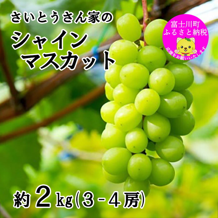 【ふるさと納税】【2025年発送分】さいとうさん家のシャインマスカット ３～４房 （約2kg） 8月下旬以降発送 シャイン マスカット 葡萄 ブドウ ぶどう くだもの フルーツ 産地直送 山梨 やまなし 先行予約 富士川町