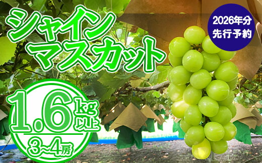 【ふるさと納税】【2026年発送分 先行予約】シャインマスカット（３～４房） 1.6kg～1.7kg　シャイン マスカット ぶどう ブドウ 葡萄 フルーツ 果物 くだもの 山梨 やまなし 富士川町