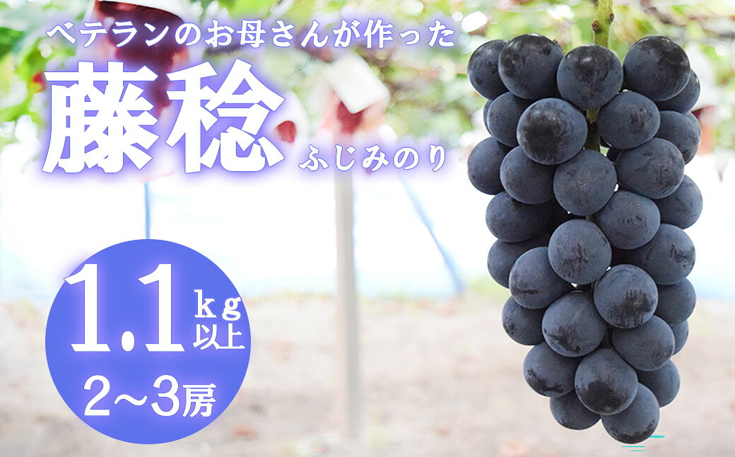 【ふるさと納税】【2026年発送分 先行予約】【フルーツ王国山梨】 藤稔 （ふじみのり） １．１ｋｇ以上（２～３房）　葡萄 ブドウ ぶどう 果物 くだもの 山梨 やまなし フルーツ ふじみのり 富士川町｜山梨県富士川町